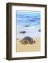 Green Sea Turtle (Chelonia mydas), pulled up on shore, Hookipa Beach Park, Maui, Hawaii, USA-Stuart Westmorland-Framed Photographic Print