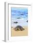 Green Sea Turtle (Chelonia mydas), pulled up on shore, Hookipa Beach Park, Maui, Hawaii, USA-Stuart Westmorland-Framed Photographic Print