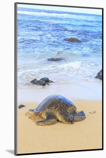 Green Sea Turtle (Chelonia mydas), pulled up on shore, Hookipa Beach Park, Maui, Hawaii, USA-Stuart Westmorland-Mounted Photographic Print