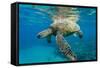 Green Sea Turtle (Chelonia Mydas) Underwater, Maui, Hawaii, United States of America, Pacific-Michael Nolan-Framed Stretched Canvas