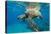 Green Sea Turtle (Chelonia Mydas) Underwater, Maui, Hawaii, United States of America, Pacific-Michael Nolan-Stretched Canvas