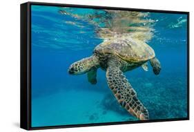 Green Sea Turtle (Chelonia Mydas) Underwater, Maui, Hawaii, United States of America, Pacific-Michael Nolan-Framed Stretched Canvas