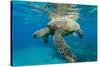 Green Sea Turtle (Chelonia Mydas) Underwater, Maui, Hawaii, United States of America, Pacific-Michael Nolan-Stretched Canvas