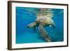 Green Sea Turtle (Chelonia Mydas) Underwater, Maui, Hawaii, United States of America, Pacific-Michael Nolan-Framed Photographic Print