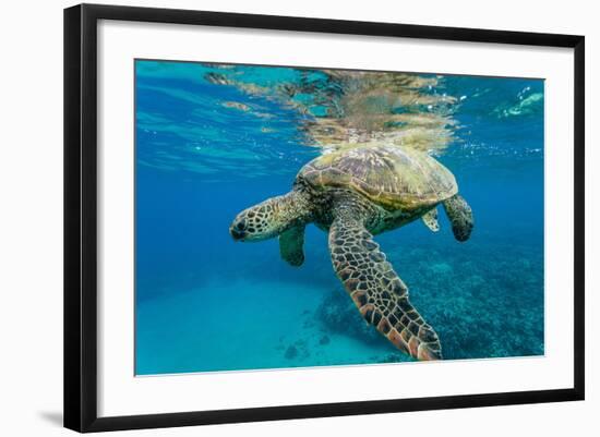 Green Sea Turtle (Chelonia Mydas) Underwater, Maui, Hawaii, United States of America, Pacific-Michael Nolan-Framed Photographic Print