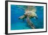 Green Sea Turtle (Chelonia Mydas) Underwater, Maui, Hawaii, United States of America, Pacific-Michael Nolan-Framed Photographic Print