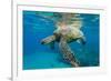 Green Sea Turtle (Chelonia Mydas) Underwater, Maui, Hawaii, United States of America, Pacific-Michael Nolan-Framed Photographic Print