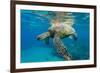 Green Sea Turtle (Chelonia Mydas) Underwater, Maui, Hawaii, United States of America, Pacific-Michael Nolan-Framed Photographic Print