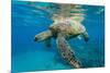 Green Sea Turtle (Chelonia Mydas) Underwater, Maui, Hawaii, United States of America, Pacific-Michael Nolan-Mounted Photographic Print