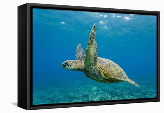 Green Sea Turtle (Chelonia Mydas) Underwater, Maui, Hawaii, United States of America, Pacific-Michael Nolan-Framed Stretched Canvas