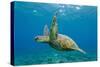 Green Sea Turtle (Chelonia Mydas) Underwater, Maui, Hawaii, United States of America, Pacific-Michael Nolan-Stretched Canvas