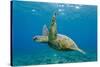 Green Sea Turtle (Chelonia Mydas) Underwater, Maui, Hawaii, United States of America, Pacific-Michael Nolan-Stretched Canvas