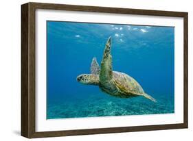 Green Sea Turtle (Chelonia Mydas) Underwater, Maui, Hawaii, United States of America, Pacific-Michael Nolan-Framed Photographic Print