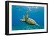 Green Sea Turtle (Chelonia Mydas) Underwater, Maui, Hawaii, United States of America, Pacific-Michael Nolan-Framed Photographic Print