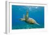 Green Sea Turtle (Chelonia Mydas) Underwater, Maui, Hawaii, United States of America, Pacific-Michael Nolan-Framed Photographic Print