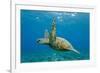 Green Sea Turtle (Chelonia Mydas) Underwater, Maui, Hawaii, United States of America, Pacific-Michael Nolan-Framed Photographic Print