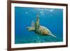 Green Sea Turtle (Chelonia Mydas) Underwater, Maui, Hawaii, United States of America, Pacific-Michael Nolan-Framed Photographic Print