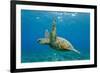 Green Sea Turtle (Chelonia Mydas) Underwater, Maui, Hawaii, United States of America, Pacific-Michael Nolan-Framed Photographic Print