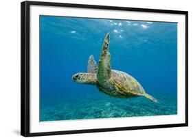 Green Sea Turtle (Chelonia Mydas) Underwater, Maui, Hawaii, United States of America, Pacific-Michael Nolan-Framed Photographic Print