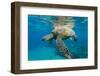 Green Sea Turtle (Chelonia Mydas) Underwater, Maui, Hawaii, United States of America, Pacific-Michael Nolan-Framed Photographic Print