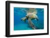 Green Sea Turtle (Chelonia Mydas) Underwater, Maui, Hawaii, United States of America, Pacific-Michael Nolan-Framed Photographic Print