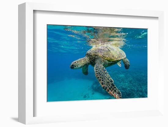 Green Sea Turtle (Chelonia Mydas) Underwater, Maui, Hawaii, United States of America, Pacific-Michael Nolan-Framed Photographic Print