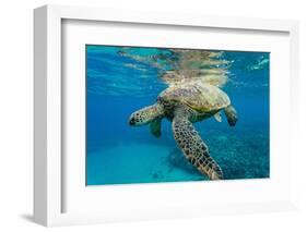 Green Sea Turtle (Chelonia Mydas) Underwater, Maui, Hawaii, United States of America, Pacific-Michael Nolan-Framed Photographic Print