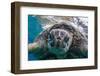 Green Sea Turtle (Chelonia Mydas) Underwater, Maui, Hawaii, United States of America, Pacific-Michael Nolan-Framed Photographic Print