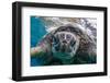 Green Sea Turtle (Chelonia Mydas) Underwater, Maui, Hawaii, United States of America, Pacific-Michael Nolan-Framed Photographic Print