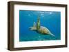 Green Sea Turtle (Chelonia Mydas) Underwater, Maui, Hawaii, United States of America, Pacific-Michael Nolan-Framed Photographic Print