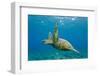 Green Sea Turtle (Chelonia Mydas) Underwater, Maui, Hawaii, United States of America, Pacific-Michael Nolan-Framed Photographic Print