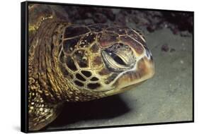 Green Sea Turtle Close-Up-Hal Beral-Framed Stretched Canvas