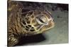 Green Sea Turtle Close-Up-Hal Beral-Stretched Canvas