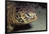 Green Sea Turtle Close-Up-Hal Beral-Framed Photographic Print