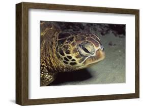 Green Sea Turtle Close-Up-Hal Beral-Framed Photographic Print