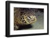 Green Sea Turtle Close-Up-Hal Beral-Framed Photographic Print