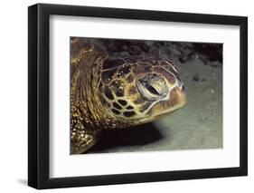 Green Sea Turtle Close-Up-Hal Beral-Framed Photographic Print