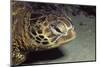 Green Sea Turtle Close-Up-Hal Beral-Mounted Photographic Print