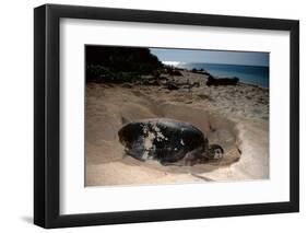 Green Sea Turtle Digging a Nesting Hole on a Beach (Chelonia Mydas), Pacific Ocean, Borneo.-Reinhard Dirscherl-Framed Photographic Print