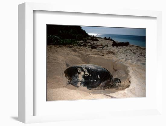 Green Sea Turtle Digging a Nesting Hole on a Beach (Chelonia Mydas), Pacific Ocean, Borneo.-Reinhard Dirscherl-Framed Photographic Print