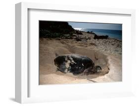 Green Sea Turtle Digging a Nesting Hole on a Beach (Chelonia Mydas), Pacific Ocean, Borneo.-Reinhard Dirscherl-Framed Photographic Print