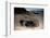 Green Sea Turtle Digging a Nesting Hole on a Beach (Chelonia Mydas), Pacific Ocean, Borneo.-Reinhard Dirscherl-Framed Photographic Print