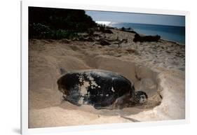 Green Sea Turtle Digging a Nesting Hole on a Beach (Chelonia Mydas), Pacific Ocean, Borneo.-Reinhard Dirscherl-Framed Photographic Print