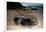 Green Sea Turtle Digging a Nesting Hole on a Beach (Chelonia Mydas), Pacific Ocean, Borneo.-Reinhard Dirscherl-Framed Photographic Print