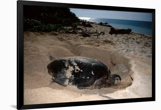 Green Sea Turtle Digging a Nesting Hole on a Beach (Chelonia Mydas), Pacific Ocean, Borneo.-Reinhard Dirscherl-Framed Photographic Print