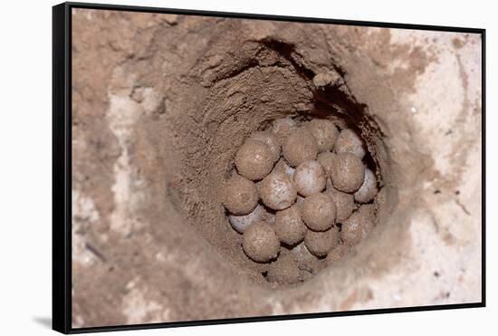 Green Sea Turtle Eggs in a Nest on a Beach (Chelonia Mydas), Pacific Ocean, Borneo.-Reinhard Dirscherl-Framed Stretched Canvas