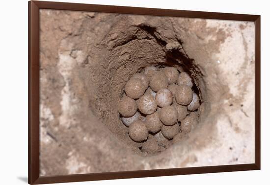 Green Sea Turtle Eggs in a Nest on a Beach (Chelonia Mydas), Pacific Ocean, Borneo.-Reinhard Dirscherl-Framed Photographic Print