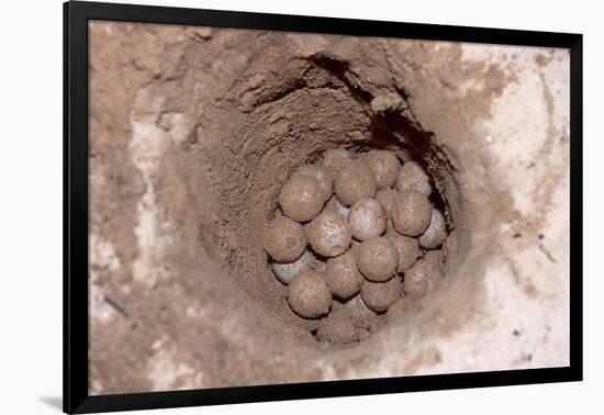 Green Sea Turtle Eggs in a Nest on a Beach (Chelonia Mydas), Pacific Ocean, Borneo.-Reinhard Dirscherl-Framed Photographic Print