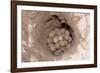 Green Sea Turtle Eggs in a Nest on a Beach (Chelonia Mydas), Pacific Ocean, Borneo.-Reinhard Dirscherl-Framed Photographic Print