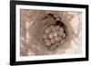 Green Sea Turtle Eggs in a Nest on a Beach (Chelonia Mydas), Pacific Ocean, Borneo.-Reinhard Dirscherl-Framed Photographic Print